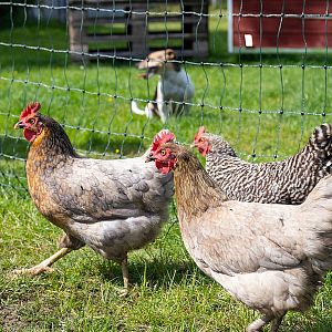 Elektrická síť STANDARD pro drůbež, slepice a kuřata, výška 112 cm, délka 25 m, 1 hrot