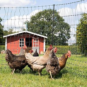Elektrická síť STANDARD pro drůbež, slepice a kuřata, výška 112 cm, délka 25 m, 1 hrot