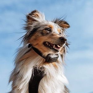 Elektronický výcvikový obojek pro psy d-control Edge 250R ONE s prstýnkovým ovladačem