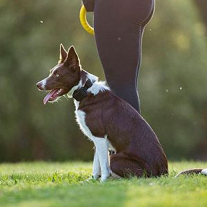 Elektronický výcvikový obojek pro psy d-control Edge 250R s prstýnkovým ovladačem