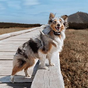 Elektronický výcvikový obojek pro psy d-control Edge 450R ONE s prstýnkovým ovladačem