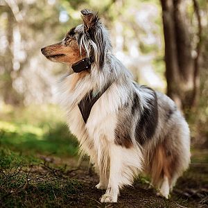 Elektronický výcvikový obojek pro psy d-control Edge 450R ONE s prstýnkovým ovladačem