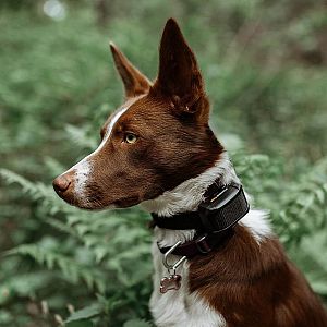 Elektronický výcvikový obojek pro psy d-control Edge 650R s prstýnkovým ovladačem