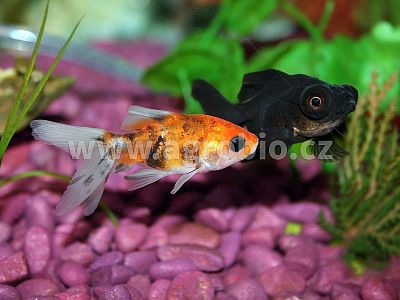 Envi Fish - akvária 25 g