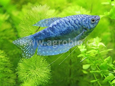 Envi Fish - akvária 25 g