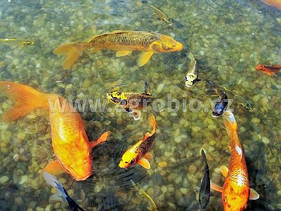Envi Pond Jezírka - Zelené řasy 50 g