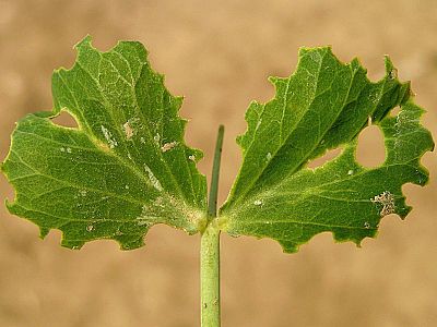 Hrách – Listopasti