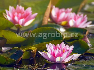 INBAKTER Harmonie zahradního jezírka - Zelené řasy 50 g