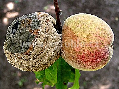 INPORO Albit Houbové choroby 20 ml