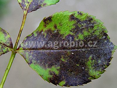 INPORO Albit Houbové choroby 20 ml