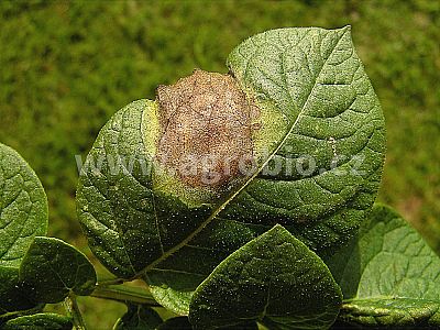 INPORO Albit Houbové choroby 20 ml