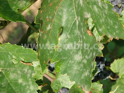 INPORO Albit Houbové choroby 20 ml