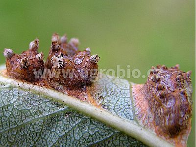 INPORO Albit Houbové choroby 20 ml