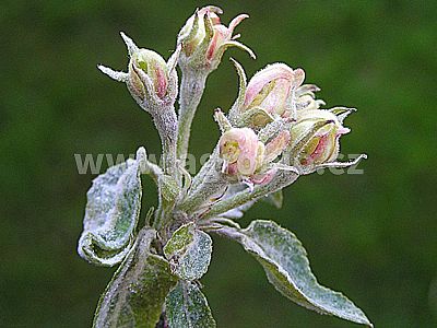 INPORO Albit Houbové choroby 20 ml