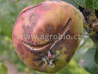 INPORO Albit Houbové choroby 20 ml