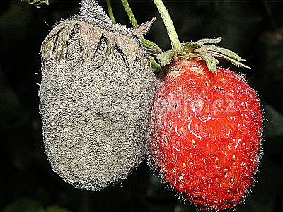 INPORO Atlante K 20 100 ml