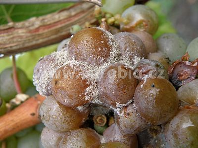 INPORO Atlante K 20 100 ml