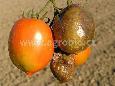 INPORO Atlante K 20 100 ml