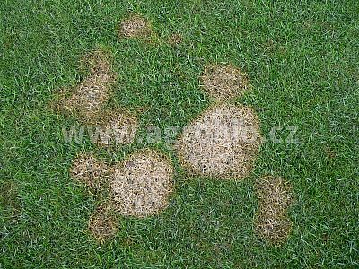 INPORO Atlante K 20 100 ml