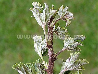 INPORO Atlante K 20 100 ml