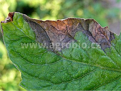 INPORO Atlante K 20 100 ml