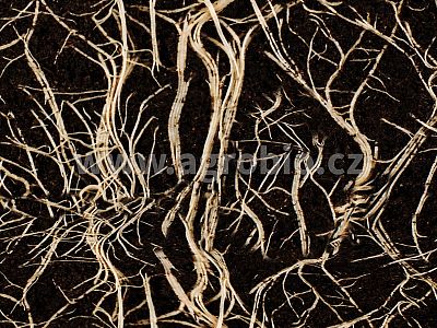 INPORO Ligno Kořeny 250 ml