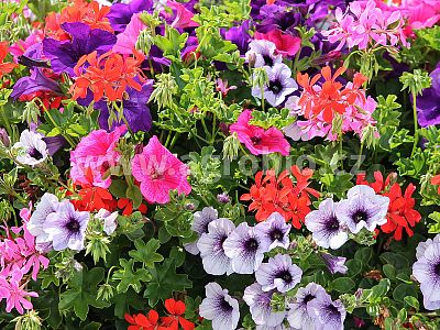 INPORO Ligno Růst 250 ml