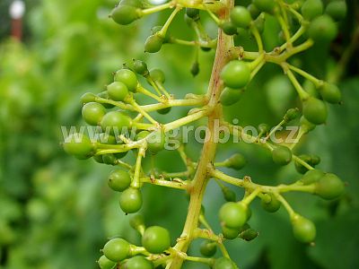 INPORO Ligno Růst 250 ml