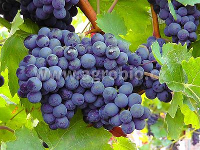 INPORO Ligno Výnos a kvalita 250 ml