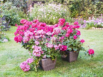 INPORO Mykorhizní houby 500 g