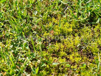 INPORO PelarDown koncentrát 500 ml