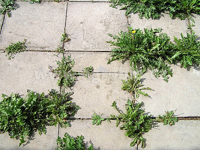 INPORO PelarDown RTU 500 ml/R