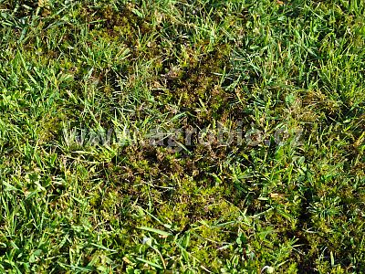 INPORO PelarDown RTU 500 ml/R