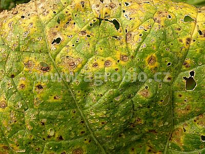 INPORO Pro Cazin MP 30 ml