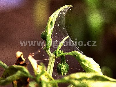 INPORO Pro Cazin MP 30 ml