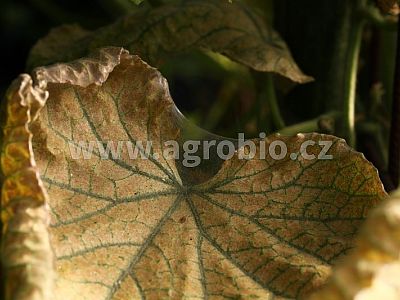 INPORO Pro Cazin MP 30 ml