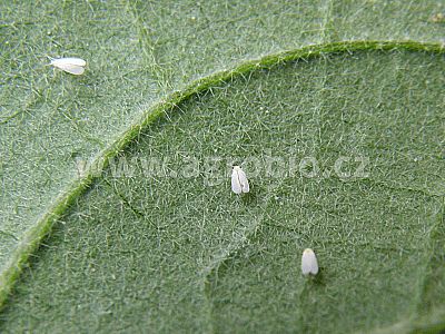 INPORO Pro Cazin MP 30 ml