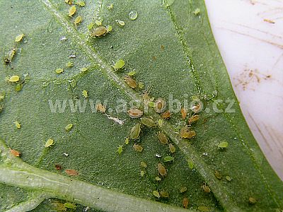 INPORO Pro Sufy 2x35 g + 20 ml