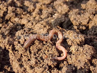 INPORO Pro Trima M - Trichoderma 500 g