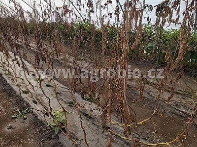 INPORO Pro Trima M - Trichoderma 500 g