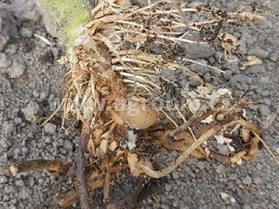 INPORO Pro Trima M - Trichoderma 500 g