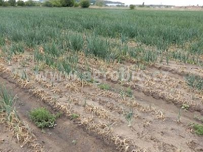 INPORO Pro Trima M - Trichoderma 500 g