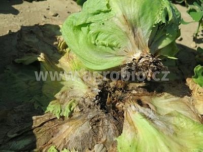 INPORO Pro Trima M - Trichoderma 500 g