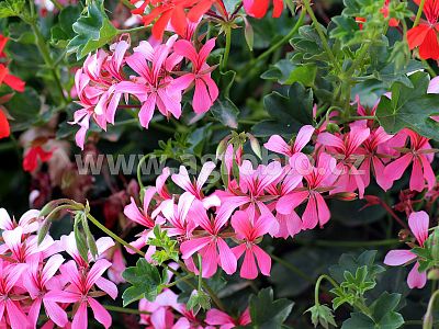 INPORO Tecamin Max 100 ml