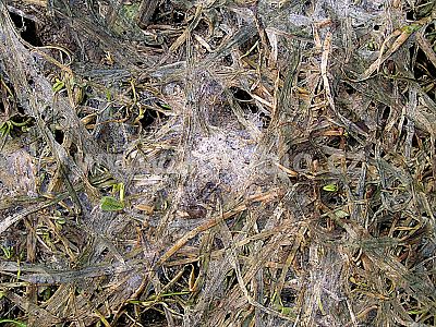 INPORO Trávník koncentrát 100 ml