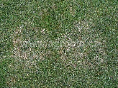 INPORO Trávník koncentrát 100 ml