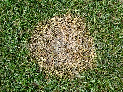 INPORO Trávník koncentrát 100 ml