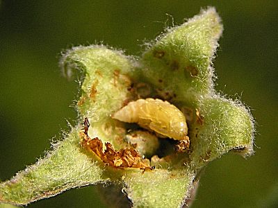 Jahody – Květopas jahodníkový