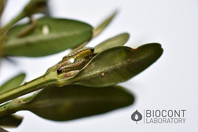 Lepinox Plus – 1kg