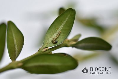 Lepinox Plus – 1kg